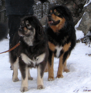 Grisli&Astor