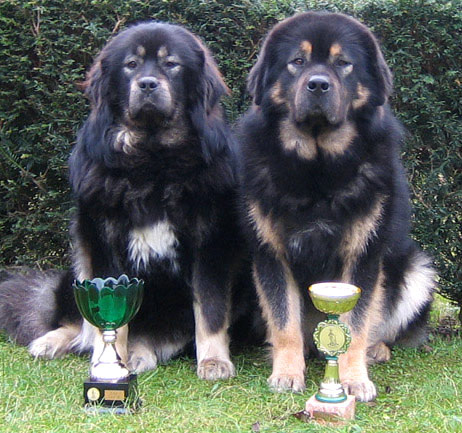 Desmoree Aglaia CACIB &Argos Desmoree Aglaia CACIB &Argos