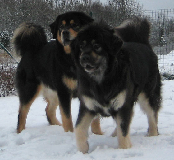 GA.jpg Amulet&Grisli